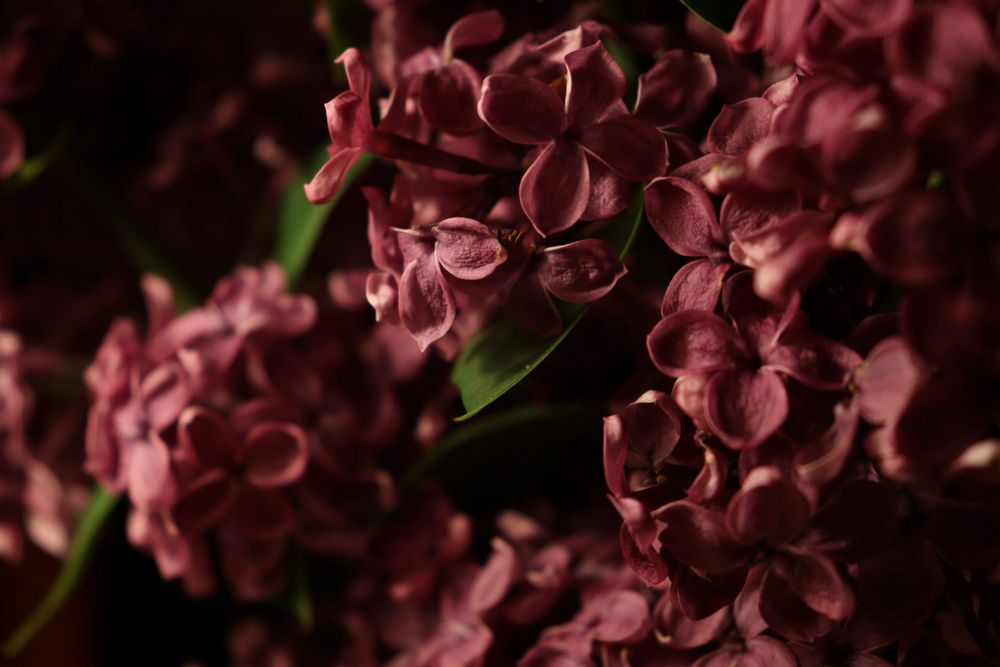 Камера Canon eos 250d