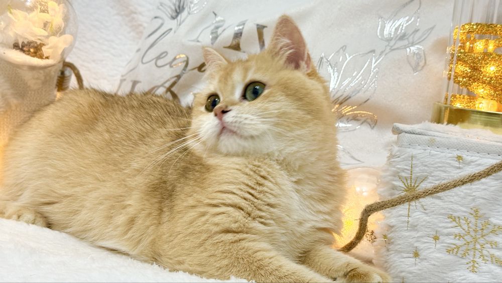 Зрлотая шиншилла