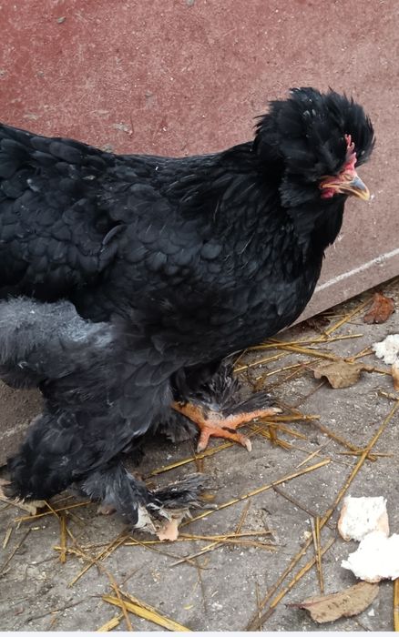 Vând Cocoși!! sau perechi de Araucana, Strumki și 1 Cocos Marans sau schimb tot cu Marans! Sau Araucana tot Araucana negru!