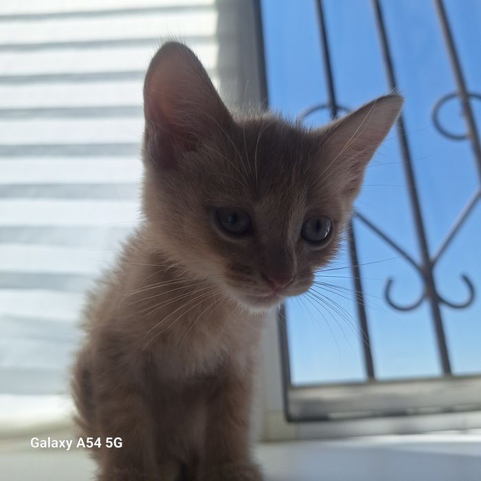 Котятки милые,игривые красивые