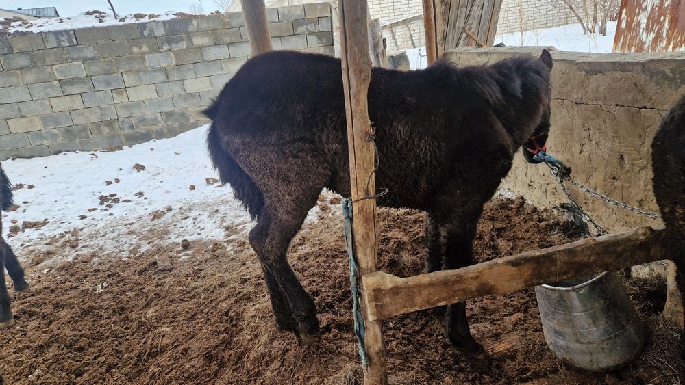 1 жасар еркек тайлар сатылады