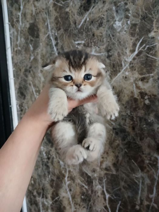 продаю девачку шиншилу и мальчика