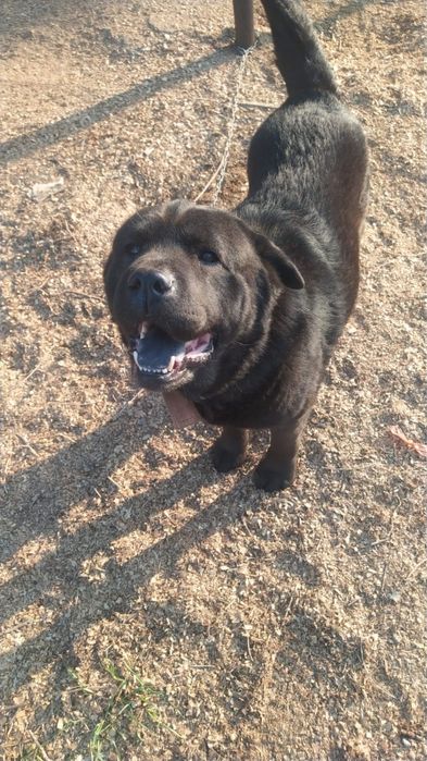 Прекрасный пес только в добрые руки