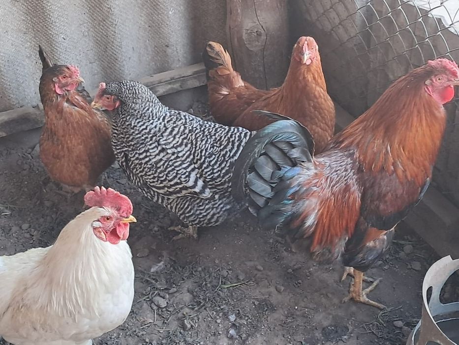 2 кораз бен 3 тауык сатамын.