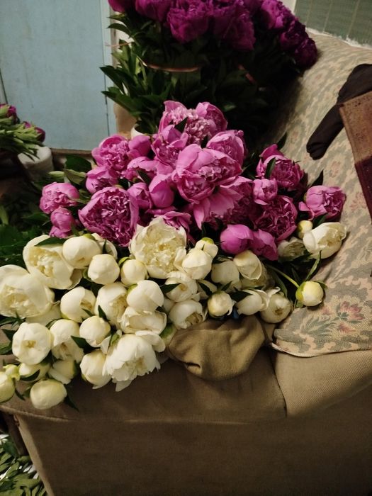 Продам пионы разные