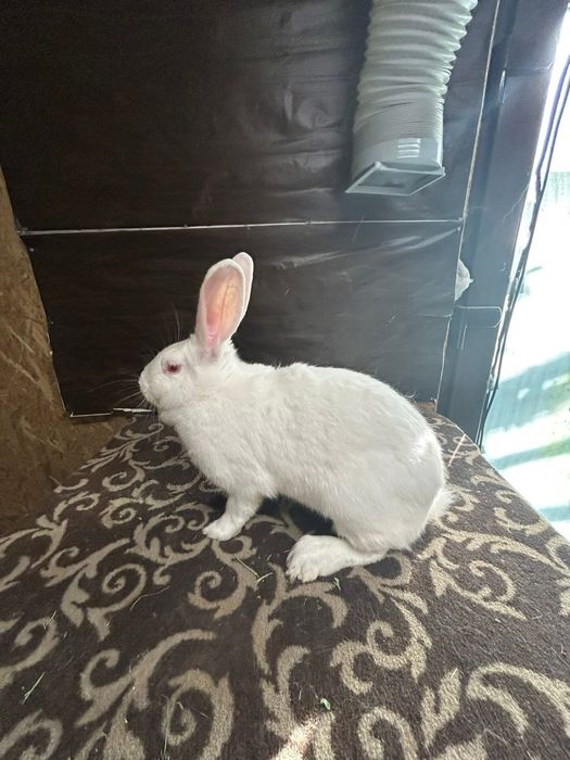 Femela alb de panonia de vanzare