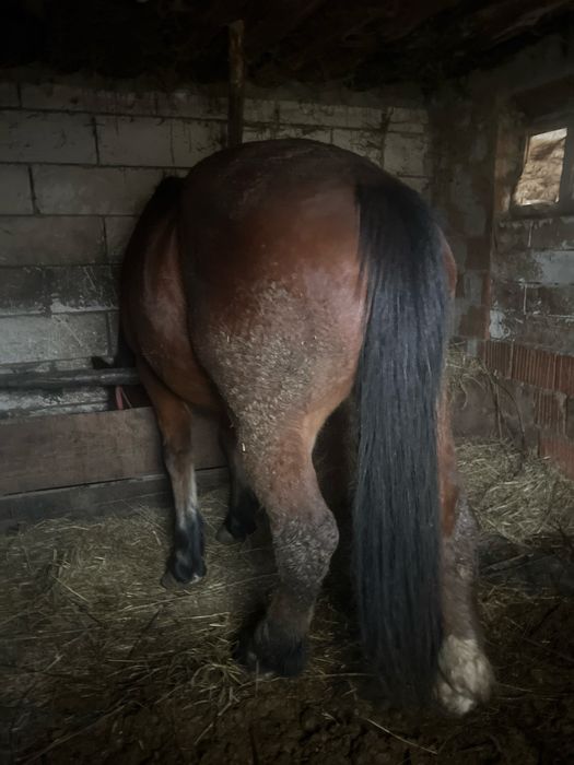 Cal de 7 ani de vanzare