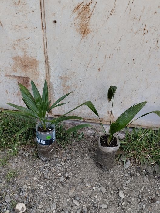 Палми Вашингтон и Трахикарпус