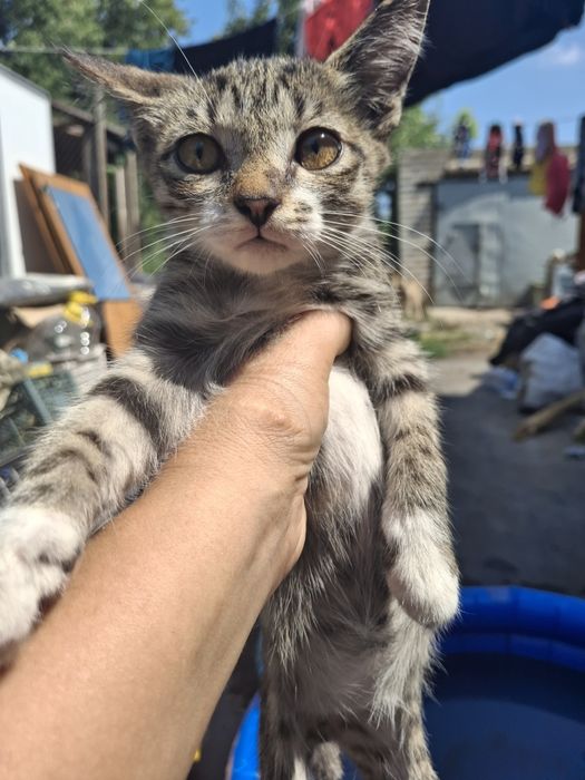 Котята отдам в хорошие руки