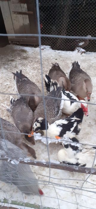 Vand rațe și gâște de  anul 2025