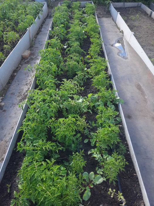 Дача СПП Темиртау торг