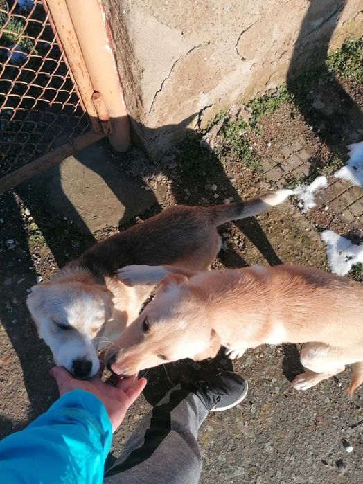 Подарявам кученца