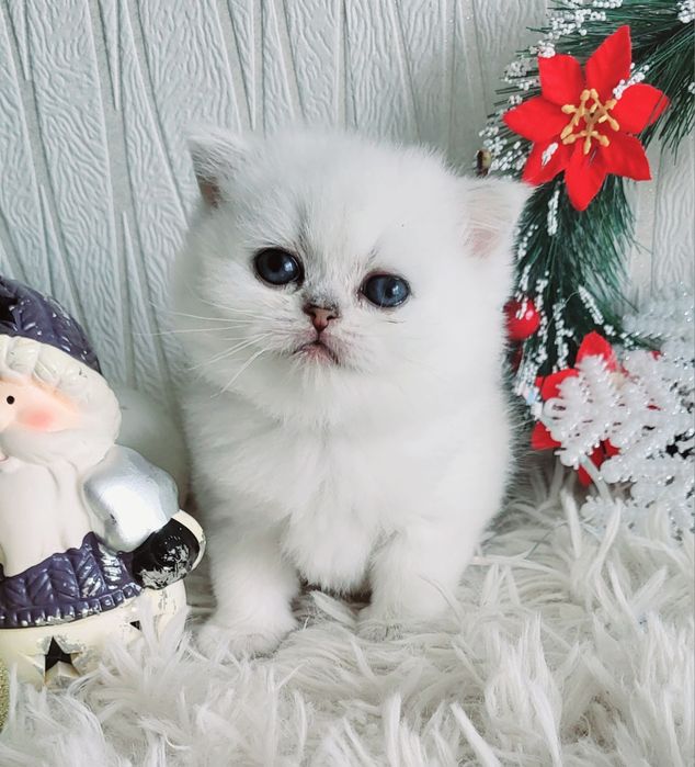 Британские котята