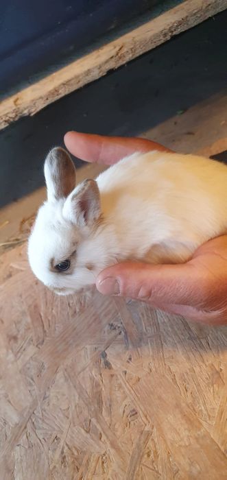 Iepurasi pitici de companie