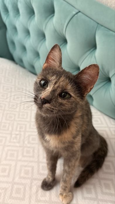 Котенок ищет дом! Срочно!