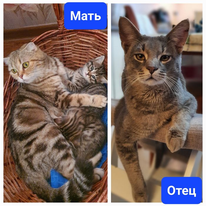 Котята шотландской вислоухой