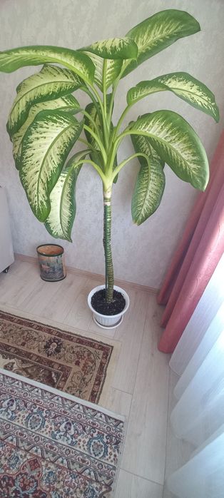 Продаётся большое комнатное растение диффенбахия