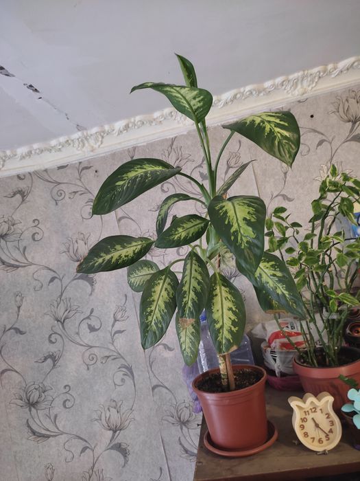 Цветы комнатные взрослые