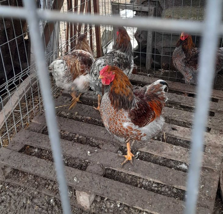 De vinzare  cocoși wyandotte diferite culori