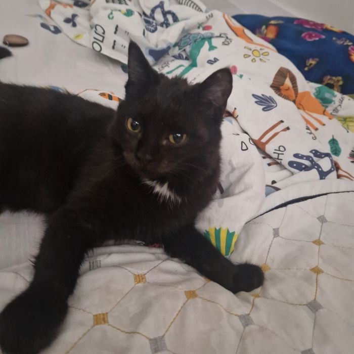 Мысық ақылдыыыыы