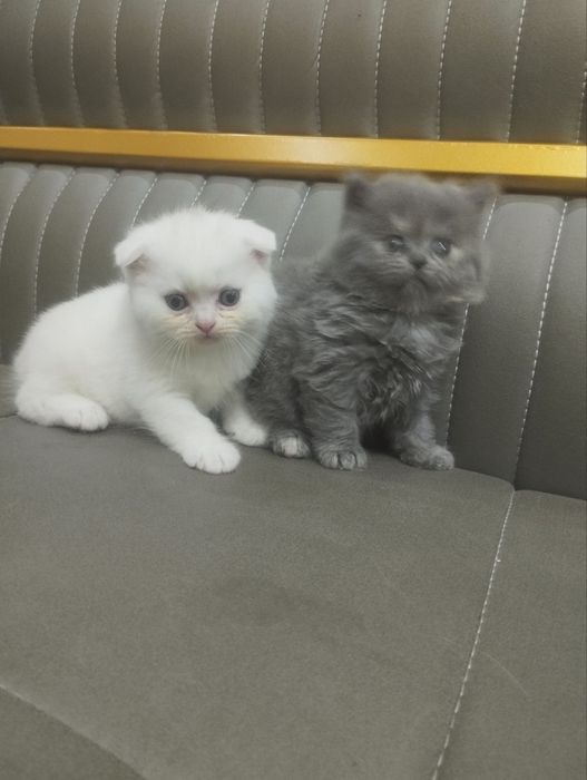 Продаются котята шотландские