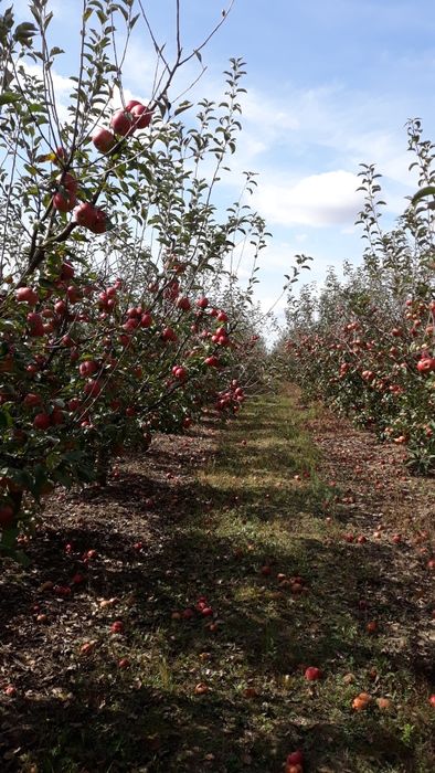 Vand casă 107 mp utili,cu 2 ha  teren,la 15 km de Oradea