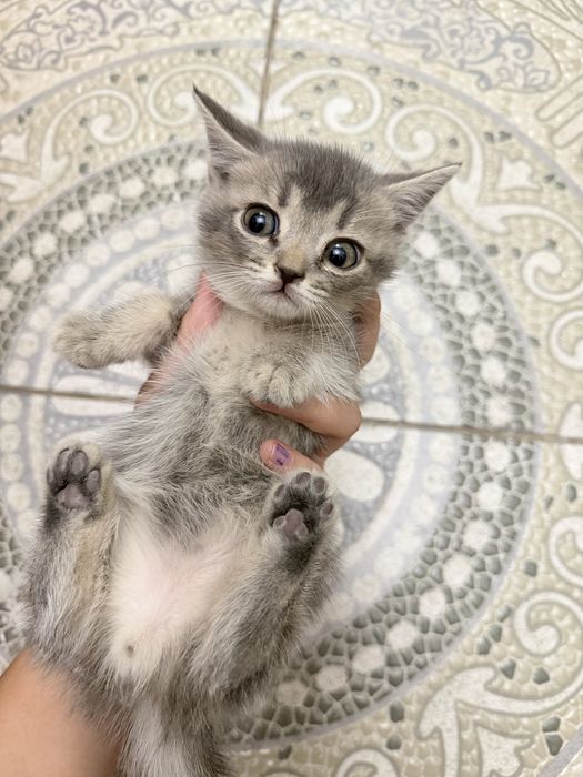 Котята шиншилы шымкент