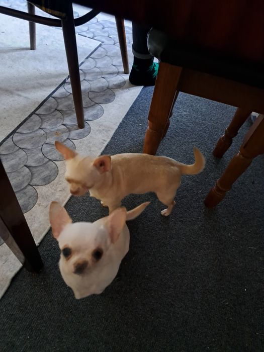 Вязка мини Чихуахуа