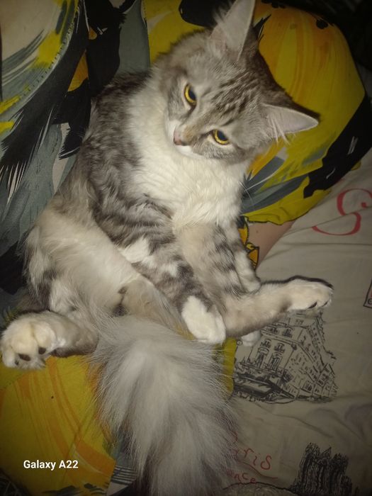 Пропал кот любимец семьи