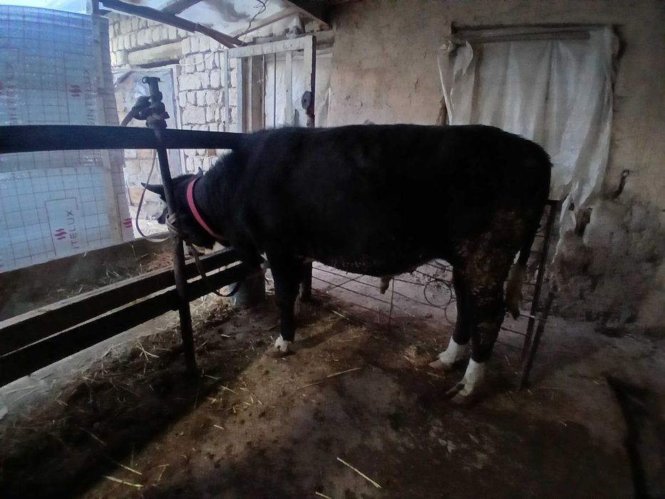 Хуккиз сотилади еб ичиши зур