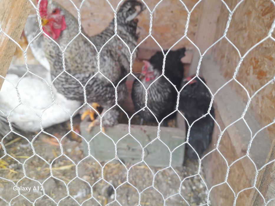 Vănd găini si gâște