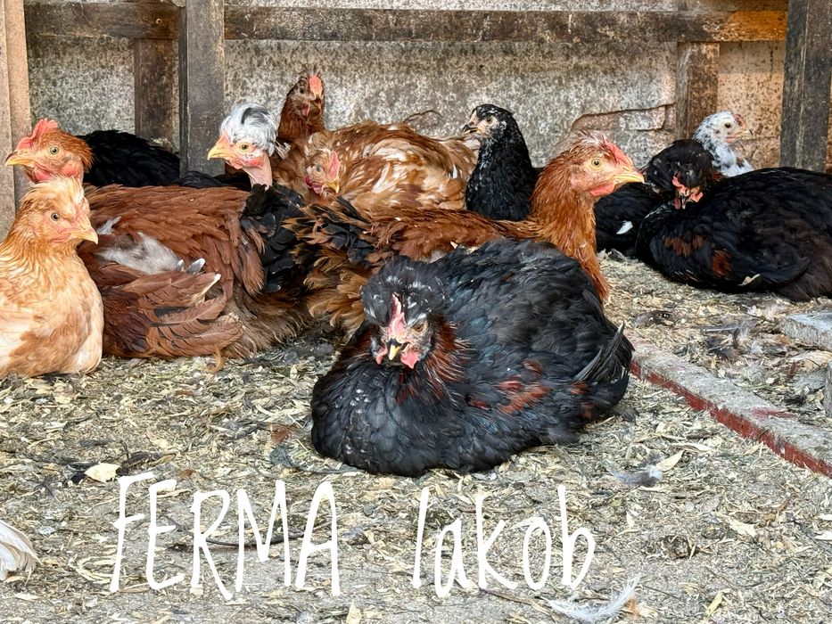 Cocoși rasă mixtă