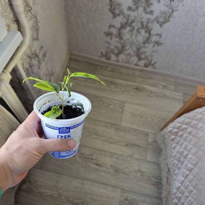 Комнатные цветы разные