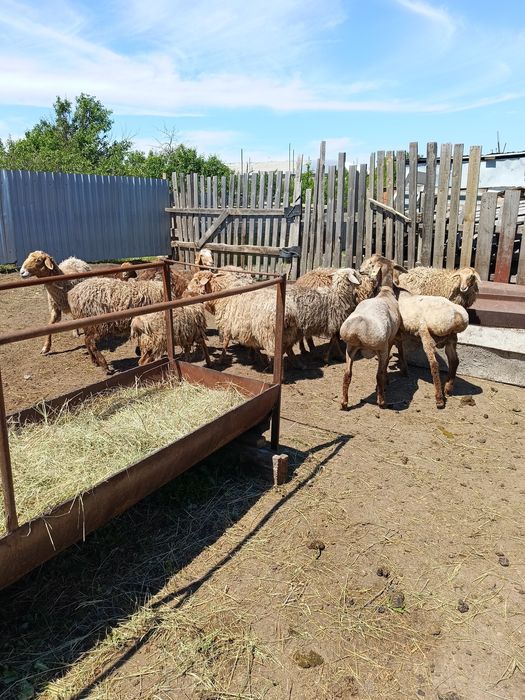 Продам овец 12 голов