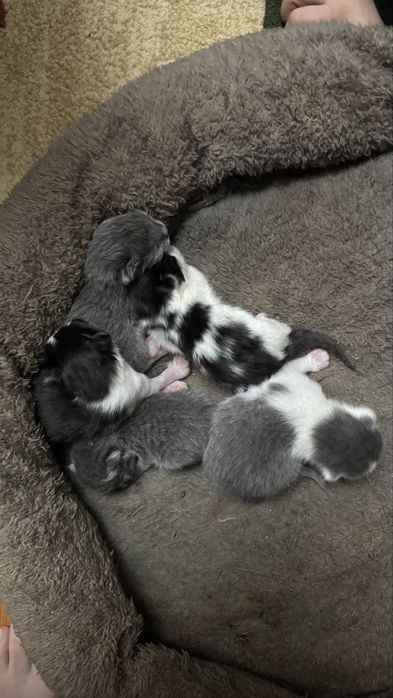 котята щотландцы