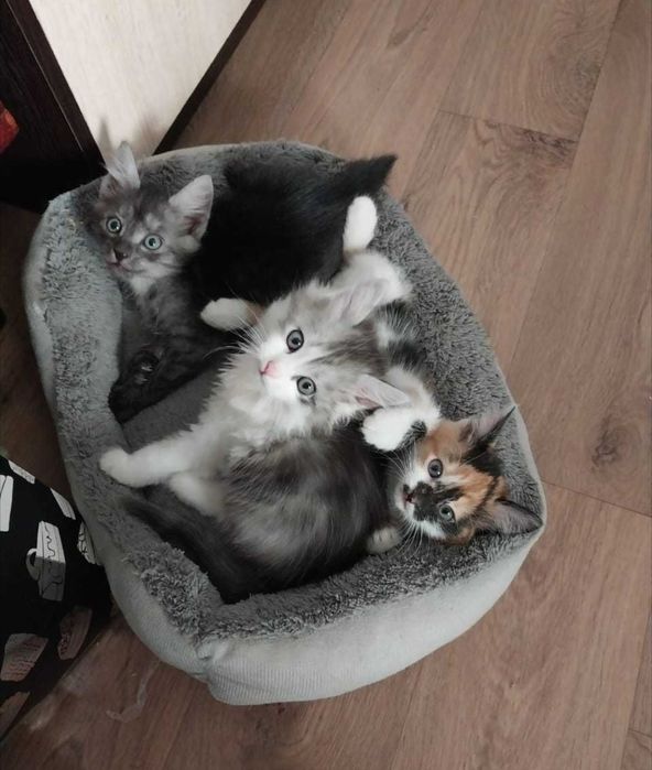 Отдам котят даром Алматы