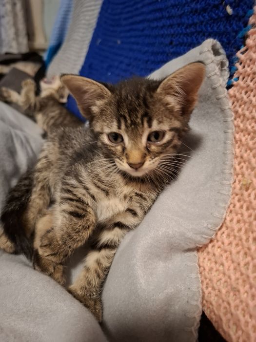 Симпатична и много нежна 4 месечна сладуранка