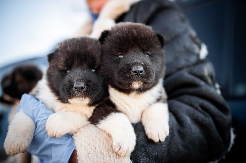 Американска акита - бебета