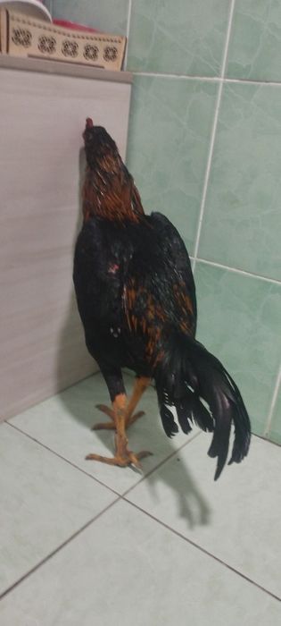 Dakan Xoʻroz sotiladi