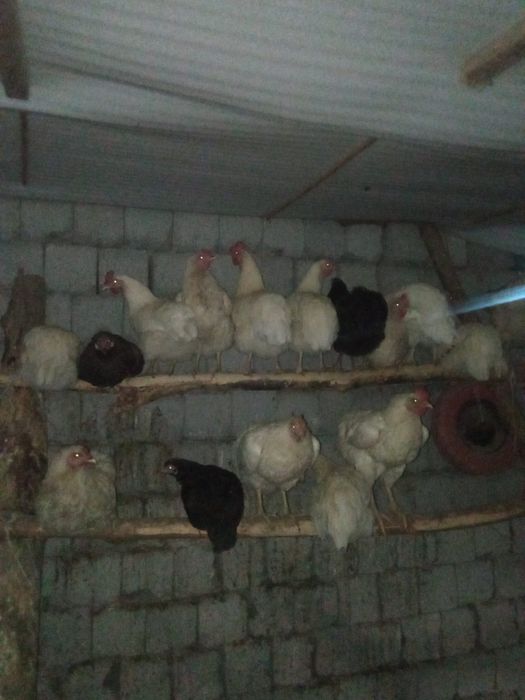 Продаётся куры домашние