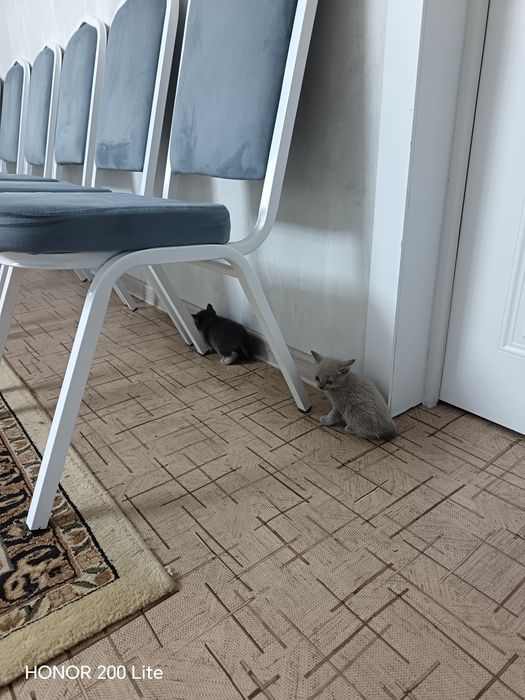 Котята. Даром. Есть доставка.