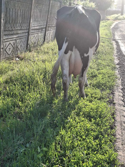 Vand vaca cu vitel