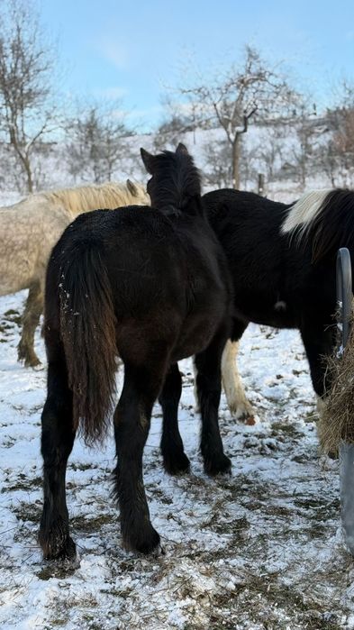 Vând cai/iepe/mânz