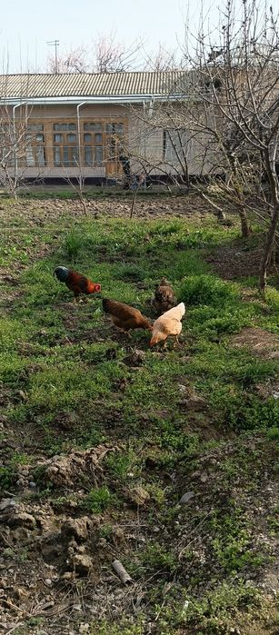 4 dona tovuq sotigladi