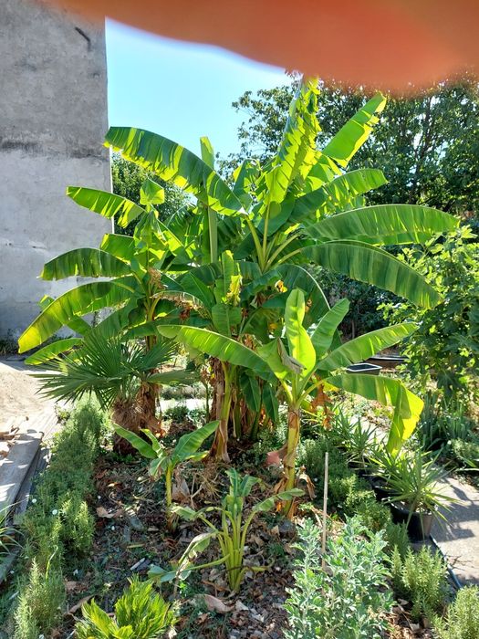 Bananieri de vânzare