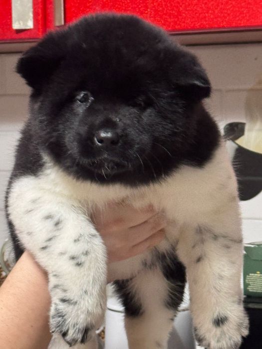 Щенки просто бомба