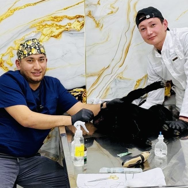 Veterinar qishloq hojalik hayvonlarini davolash