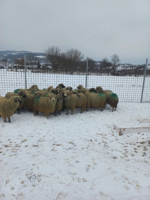 Oi îngrijite de vânzare