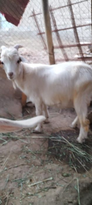 Теке лактар альпи орыс