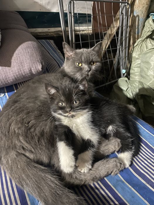 котенок девочка скотиш страйт